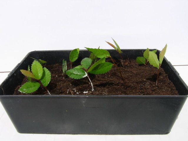 Bonsai Orme de Chine - Ulmus parvifolia - Fiche d'entretien